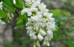 Sophora japonica extract,Genistein, Rutin  Ruta graveolens L，Rutoside 